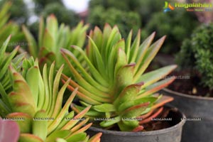 Horticulture Expo 2017