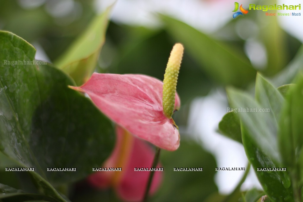 Horticulture Expo 2017 at People's Plaza, Hyderabad