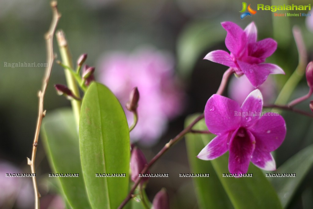 Horticulture Expo 2017 at People's Plaza, Hyderabad