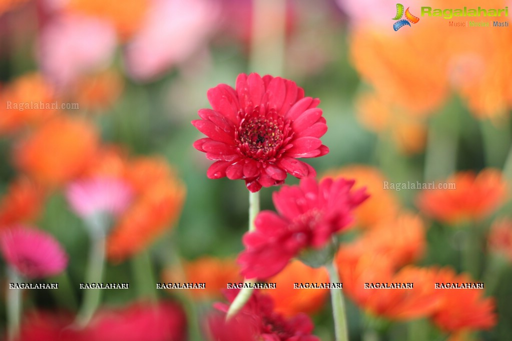 Horticulture Expo 2017 at People's Plaza, Hyderabad