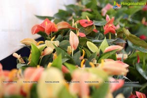 Horticulture Expo 2017