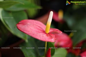 Horticulture Expo 2017