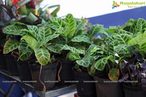 Horticulture Expo 2017