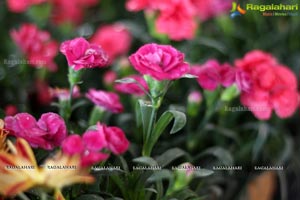 Horticulture Expo 2017