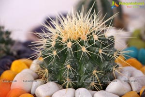 Horticulture Expo 2017