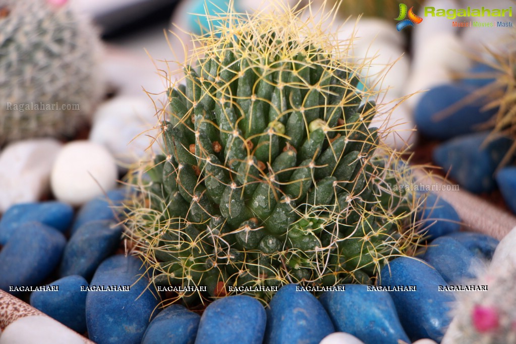 Horticulture Expo 2017 at People's Plaza, Hyderabad