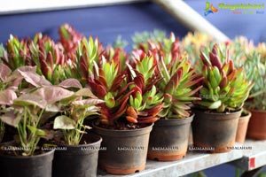 Horticulture Expo 2017