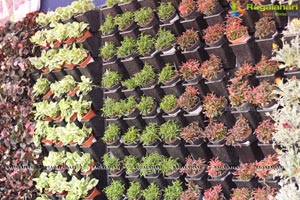 Horticulture Expo 2017