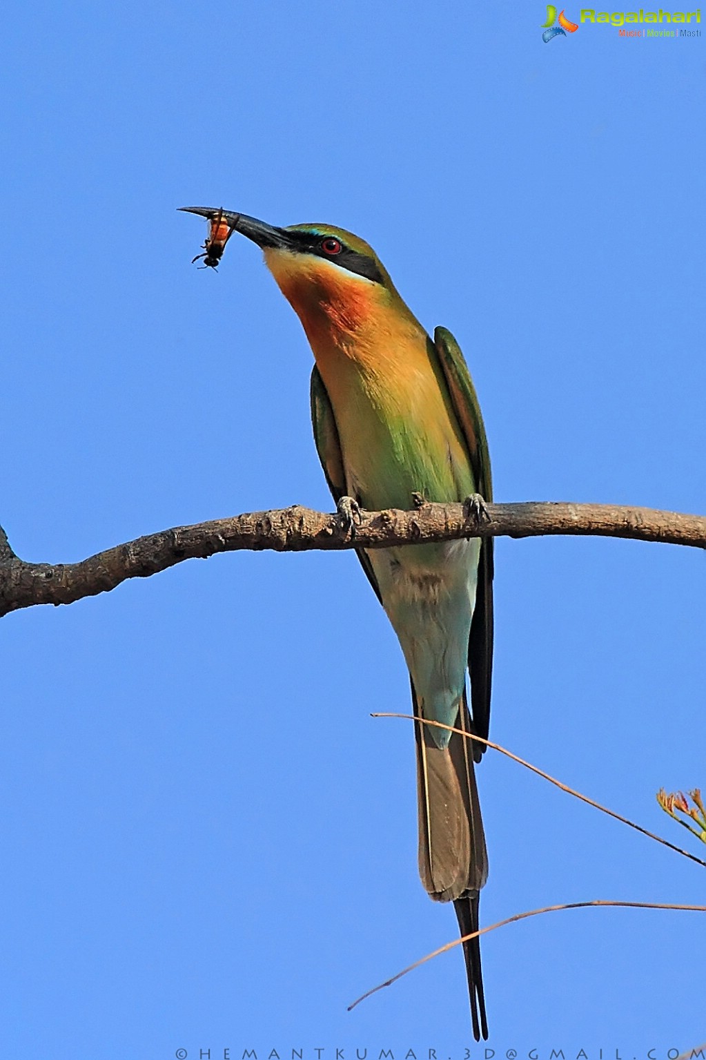 Hyderabad Birdrace at Haritha Plaza, Hyderabad