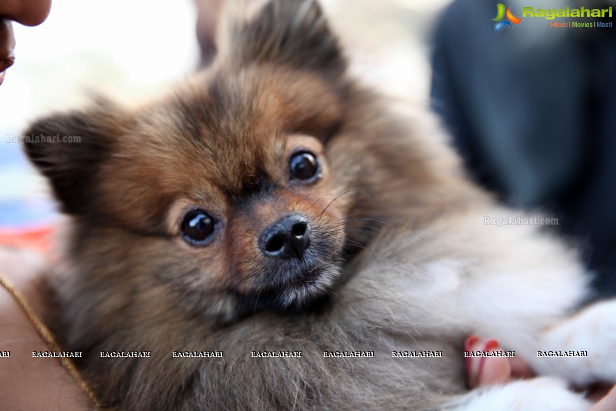 World's Pet Day 2017 at Necklace Road, Hyderabad