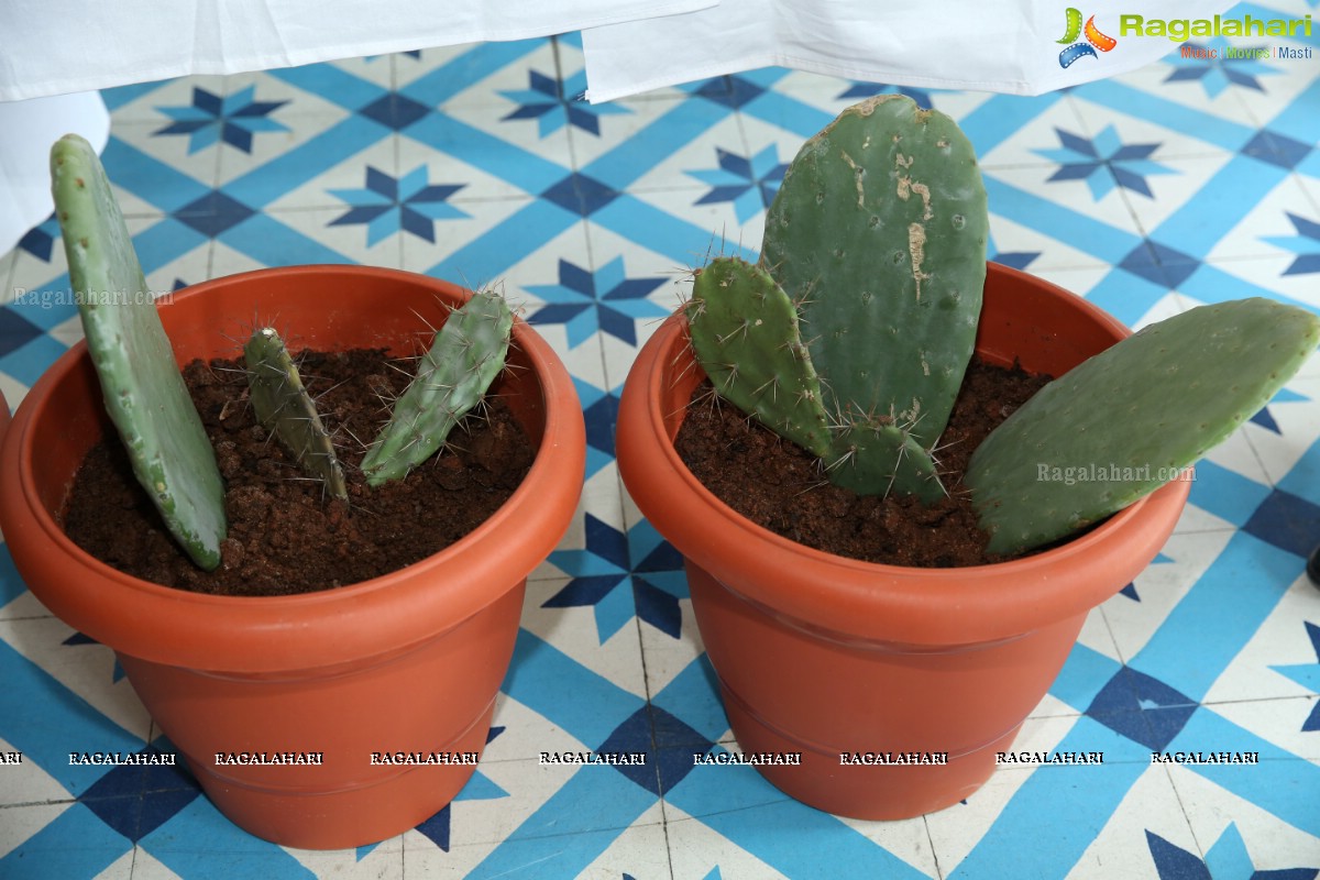 Chevella Farms Introduces Nopales Cactus at Olive Bistro