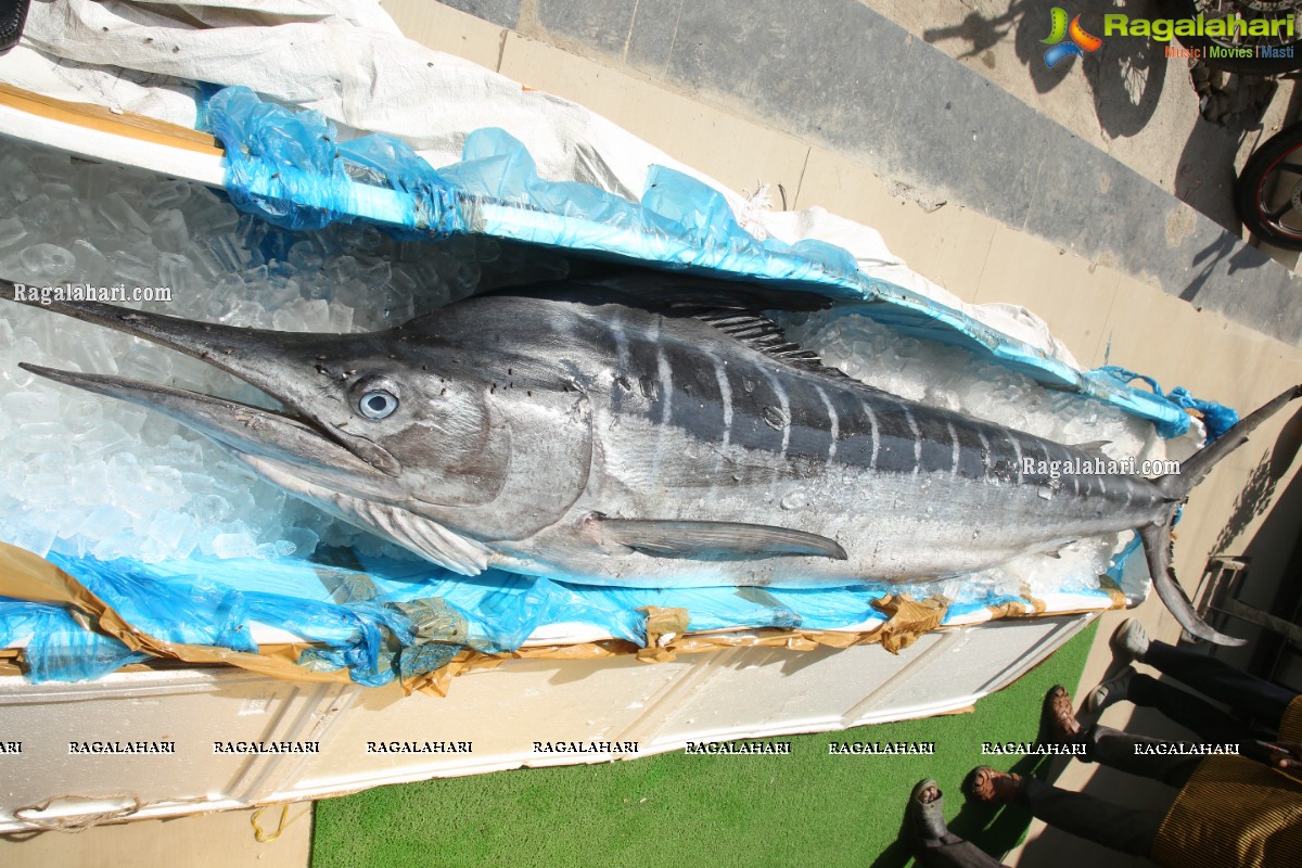 Proteins Hygienic NonVeg Mart Hands Over a 120kg Marlin Fish to the 1st Costumer