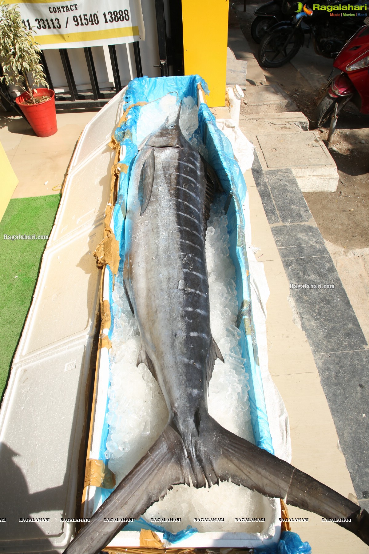 Proteins Hygienic NonVeg Mart Hands Over a 120kg Marlin Fish to the 1st Costumer