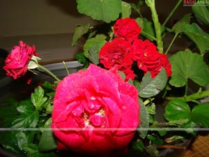 Hyderabad Rose Society 32nd Rose Show