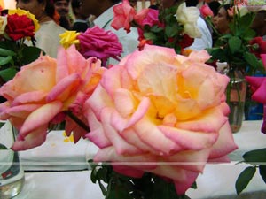 Hyderabad Rose Society 32nd Rose Show