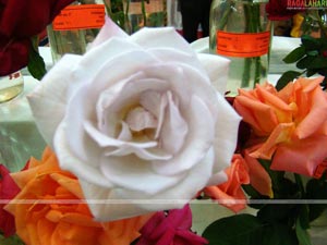 Hyderabad Rose Society 32nd Rose Show