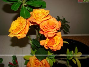 Hyderabad Rose Society 32nd Rose Show