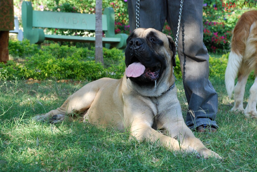 Pet Show 2010, Vuda Park, Visakhapatnam