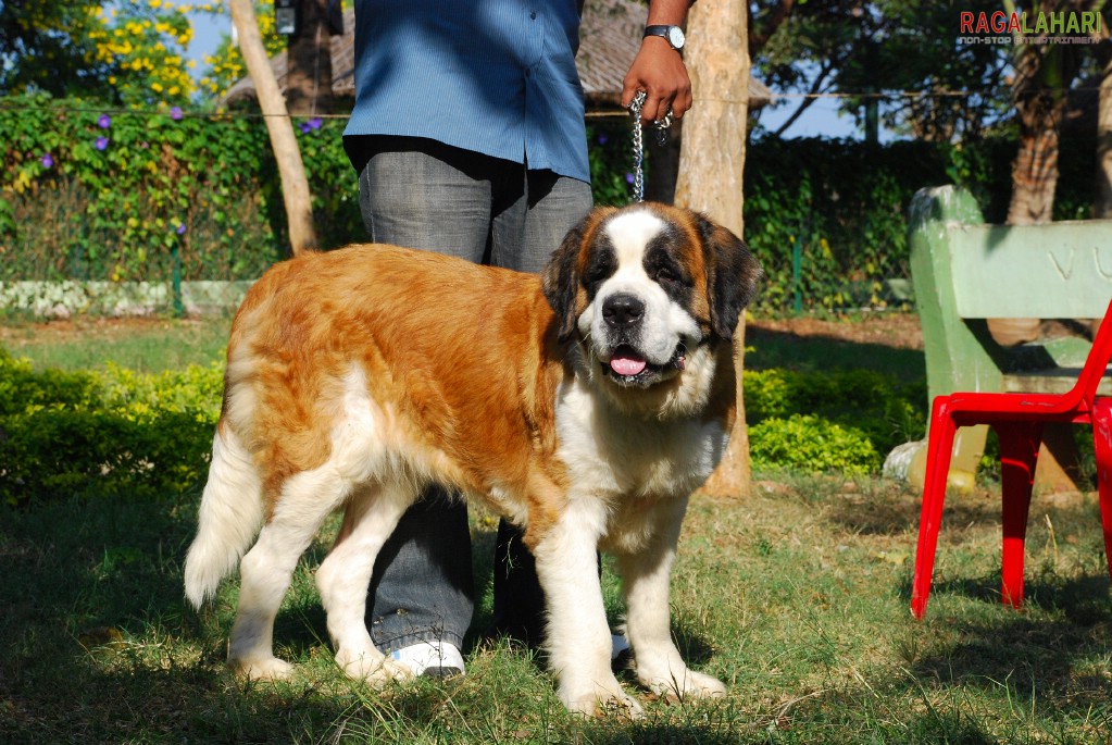 Pet Show 2010, Vuda Park, Visakhapatnam