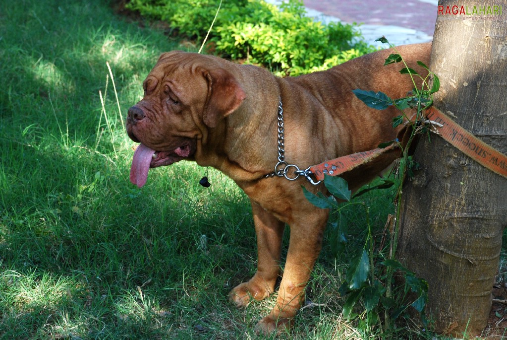 Pet Show 2010, Vuda Park, Visakhapatnam