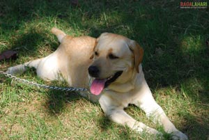 Pet Show 2010, Vuda Park, Vizag