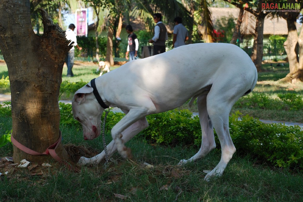 Pet Show 2010, Vuda Park, Visakhapatnam