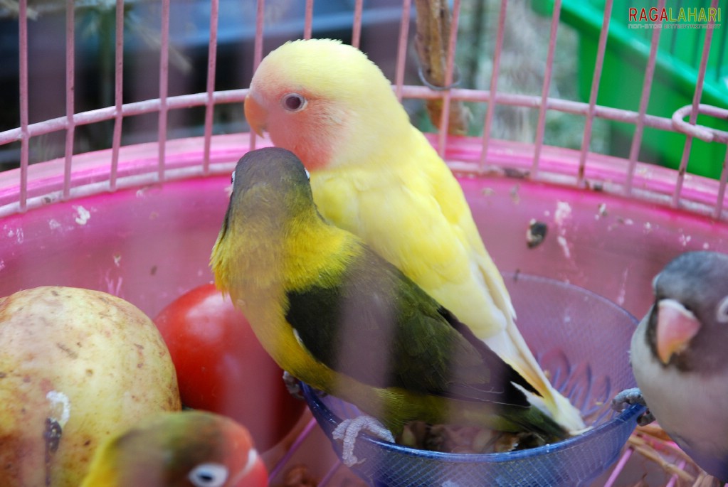 Pet Show 2010, Vuda Park, Visakhapatnam