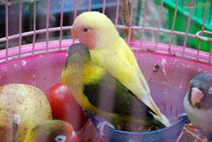 Pet Show 2010, Vuda Park, Vizag