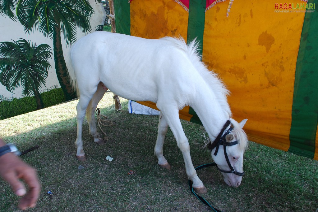 Pet Show 2010, Vuda Park, Visakhapatnam