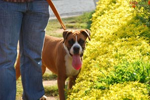 Pet Show 2010, Vuda Park, Vizag