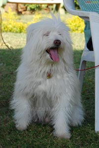 Pet Show 2010, Vuda Park, Vizag