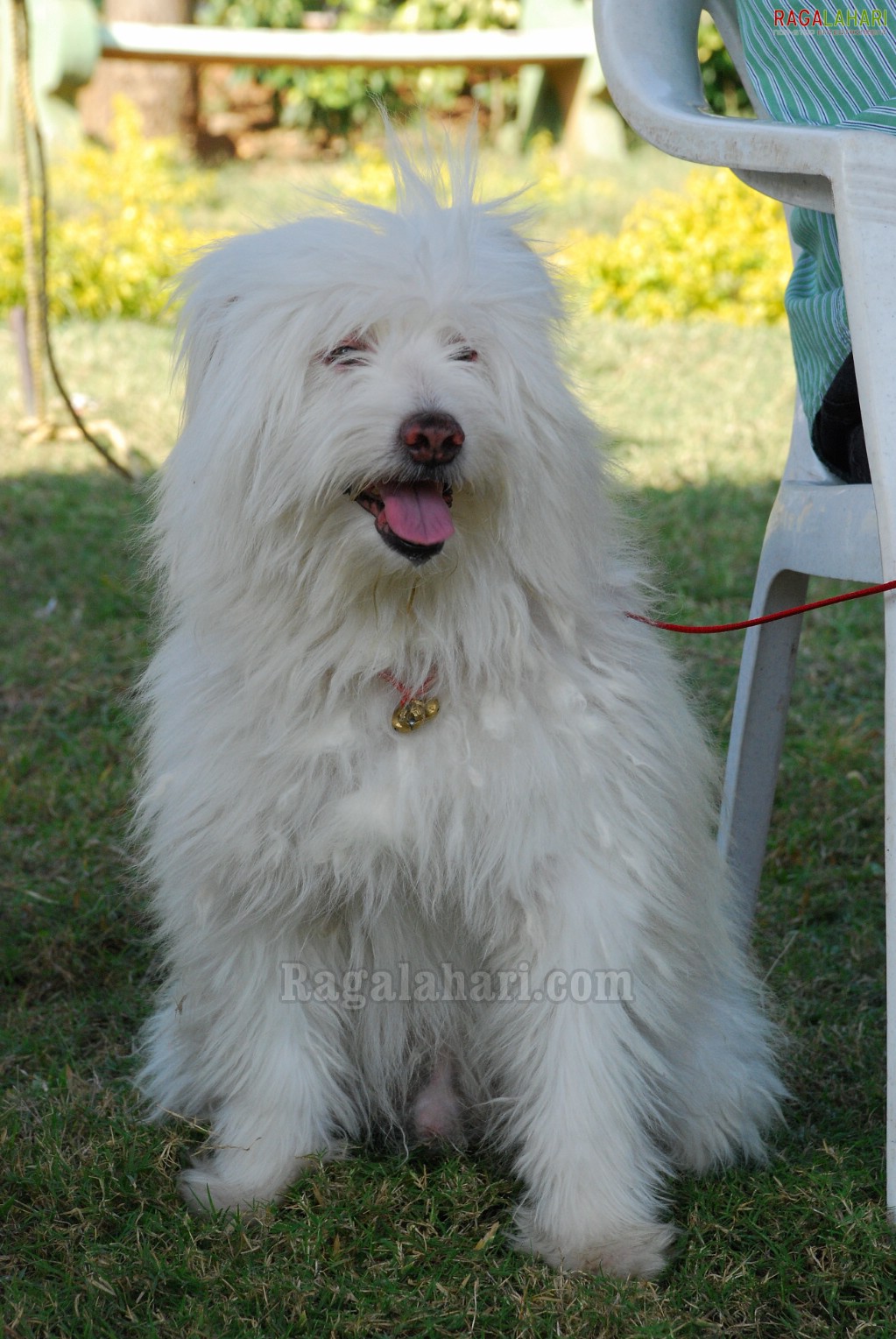 Pet Show 2010, Vuda Park, Visakhapatnam