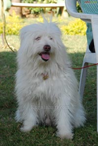 Pet Show 2010, Vuda Park, Vizag