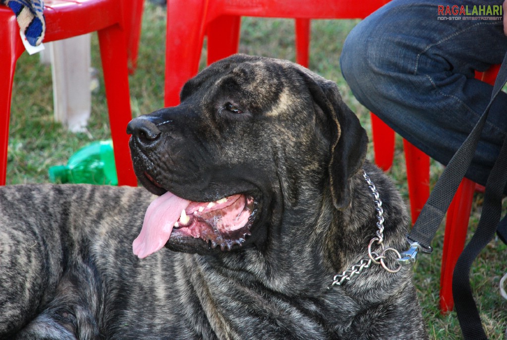 Pet Show 2010, Vuda Park, Visakhapatnam