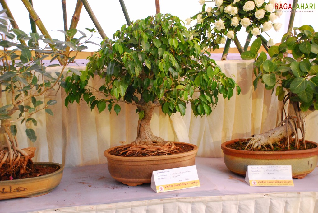 Vuda Flower Show 2010, Visakhapatnam