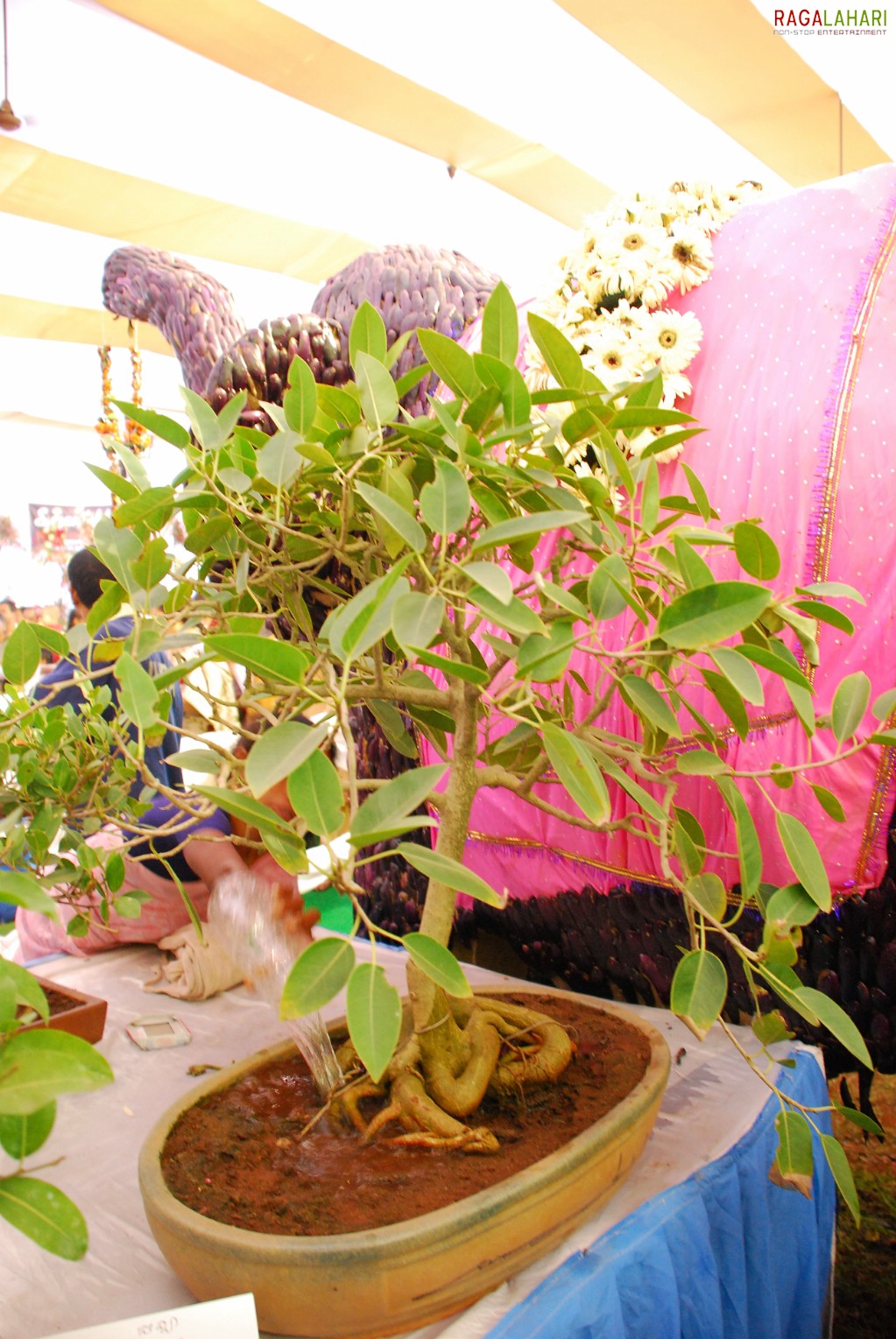 Vuda Flower Show 2010, Visakhapatnam