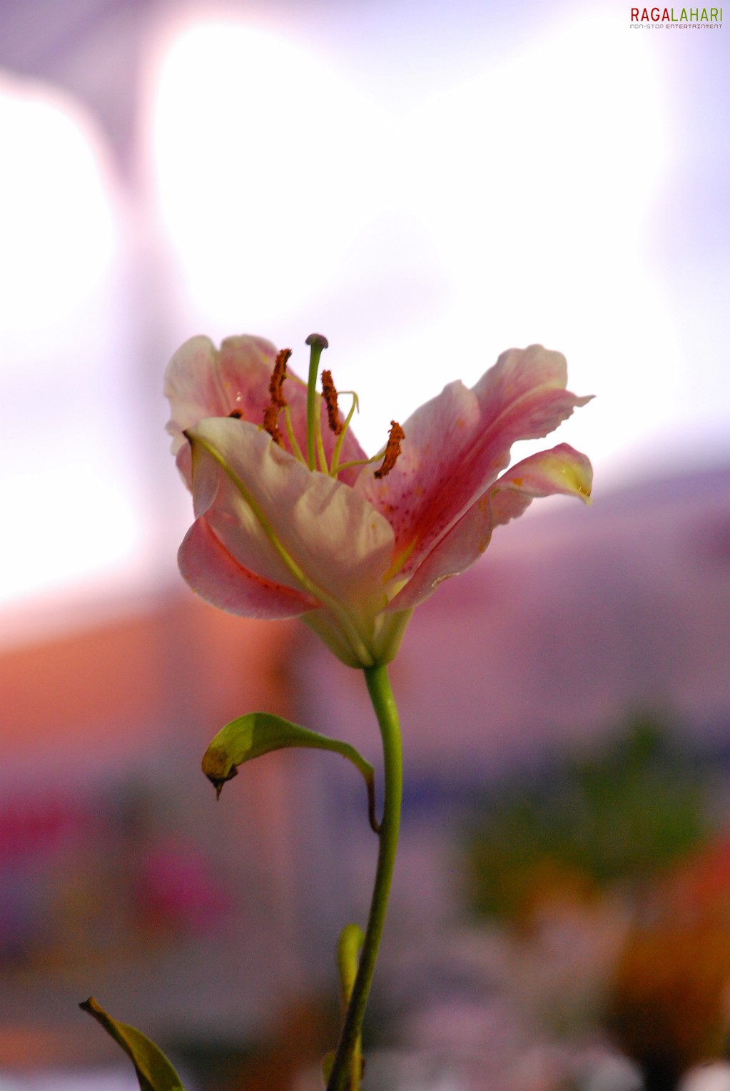 Vuda Flower Show 2010, Visakhapatnam