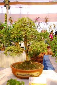 Vuda Flower Show 2010, Visakhapatnam