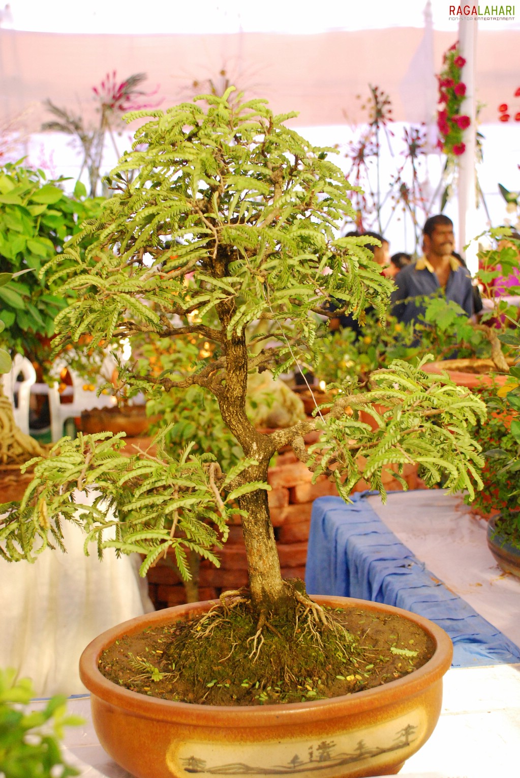 Vuda Flower Show 2010, Visakhapatnam