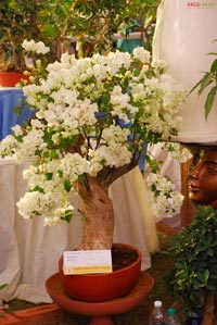 Vuda Flower Show 2010, Visakhapatnam