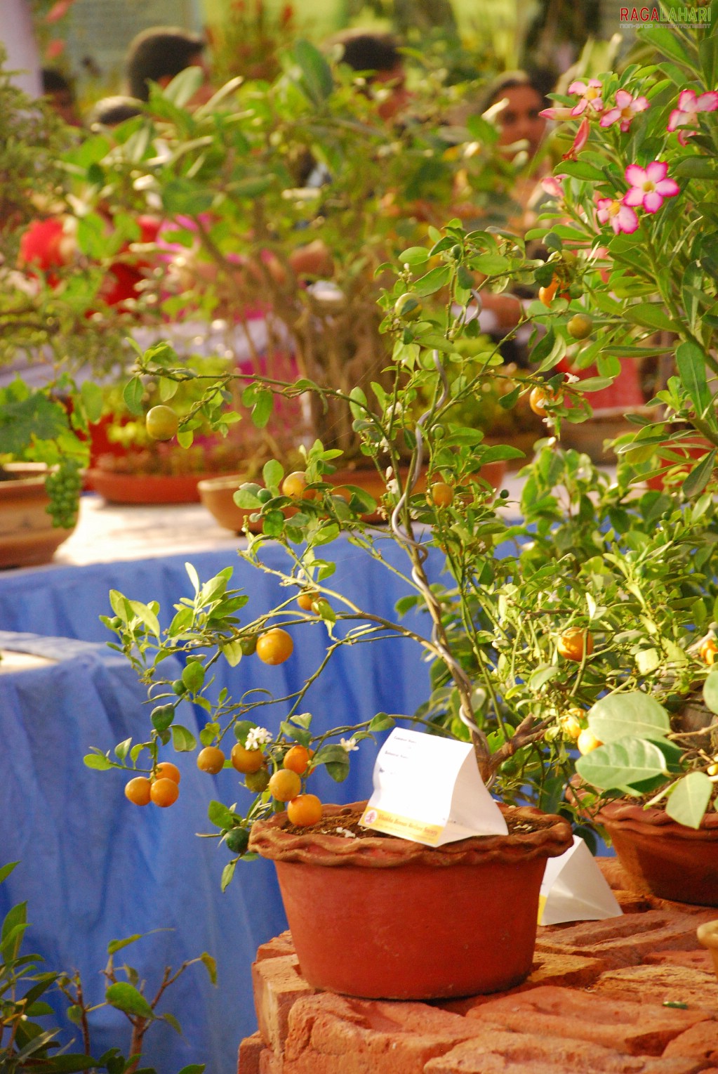 Vuda Flower Show 2010, Visakhapatnam