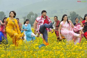 Nagavalli Movie High Resolution Pics