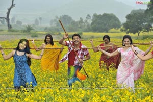Nagavalli Movie High Resolution Pics