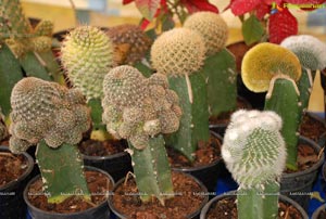 Horti Expo 2012 at Necklace Road