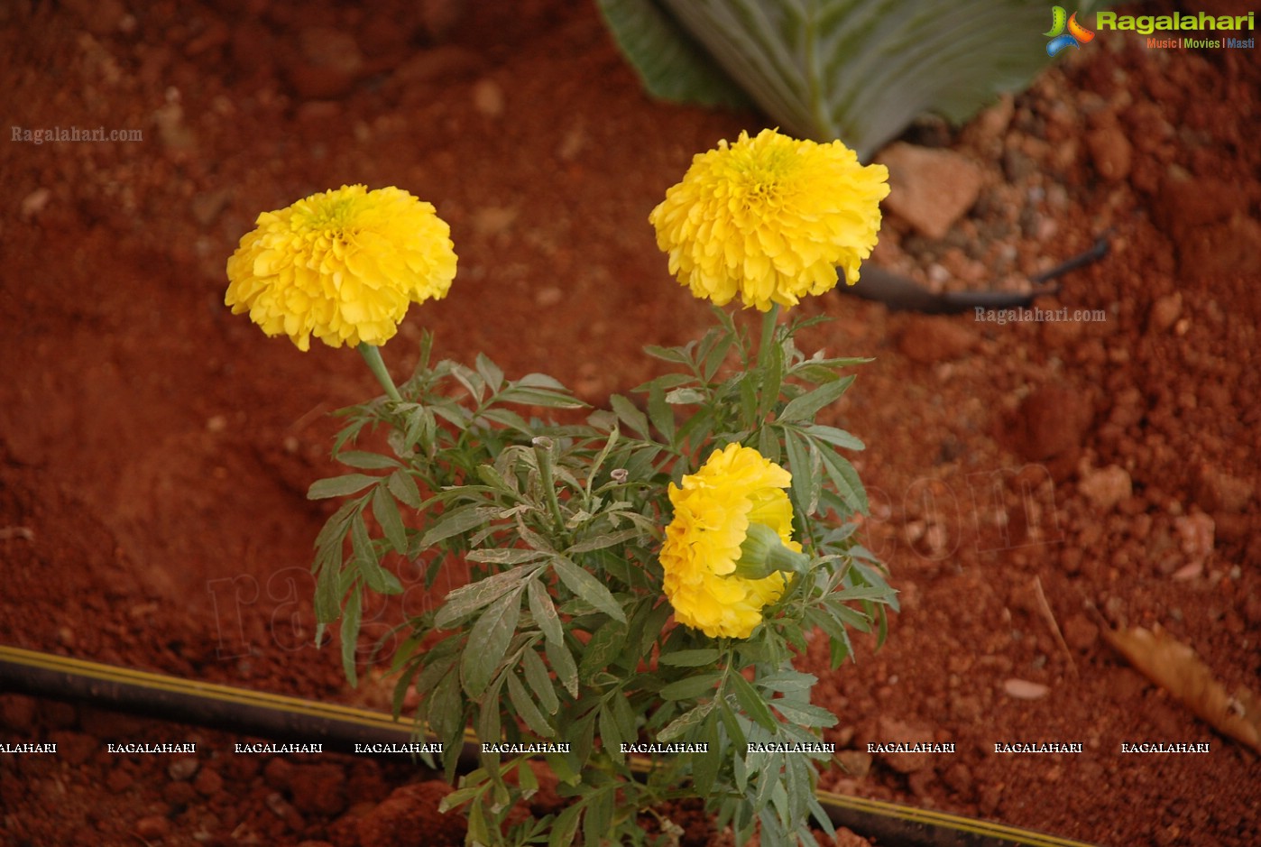 Horti Expo 2012