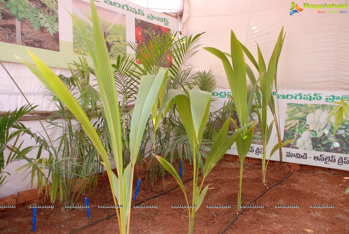 Horti Expo 2012