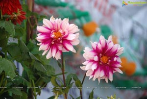 Horti Expo 2012 at Necklace Road