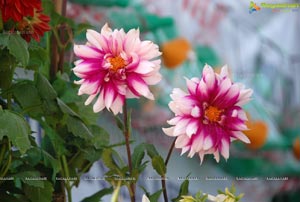 Horti Expo 2012 at Necklace Road