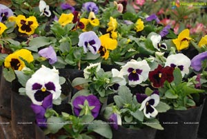 Horti Expo 2012 at Necklace Road