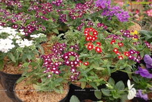 Horti Expo 2012 at Necklace Road